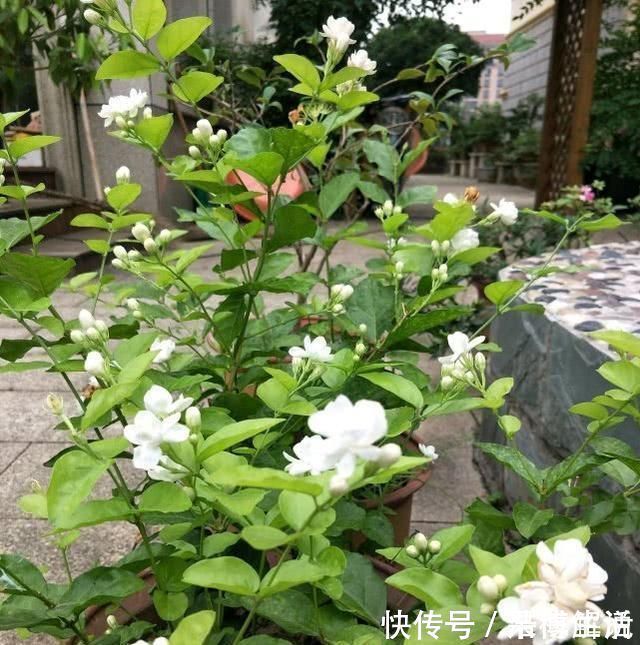 茉莉修剪后,新枝细弱是这3点没做好,改一改,茉莉复花又爆盆