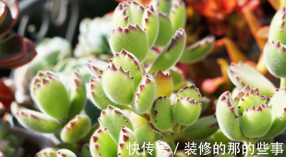 蒂亚|秋季,对于多肉来说是个多彩的季节,你了解嘛