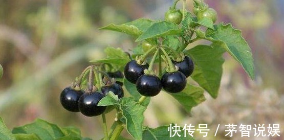 发育不良|路边黑黑甜甜的小果实,竟有如此效果,真是不敢相信,建议收藏!