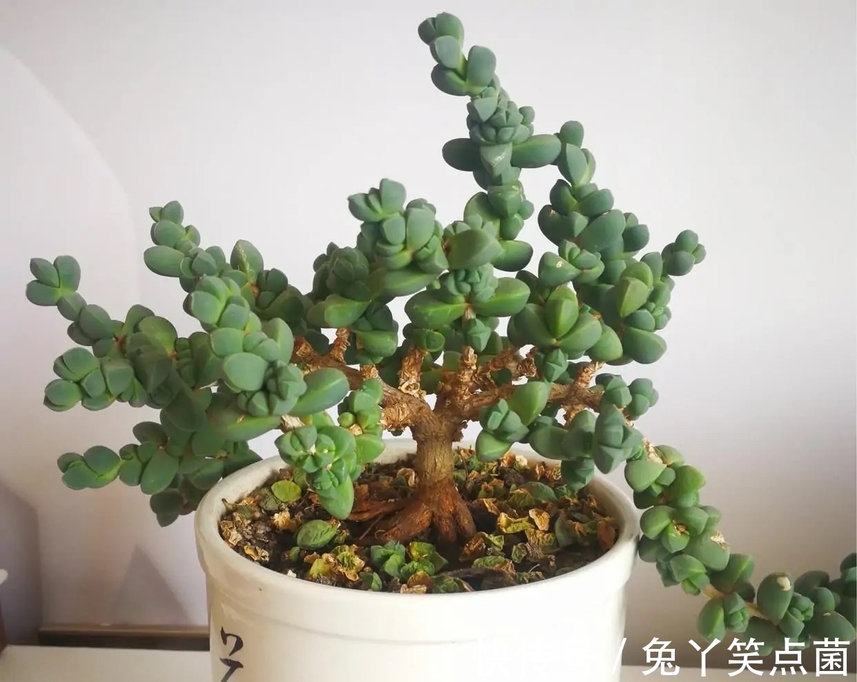 红宝石|这3种多肉养护的花友不少，能养成直立桩的却不多，真是太美了