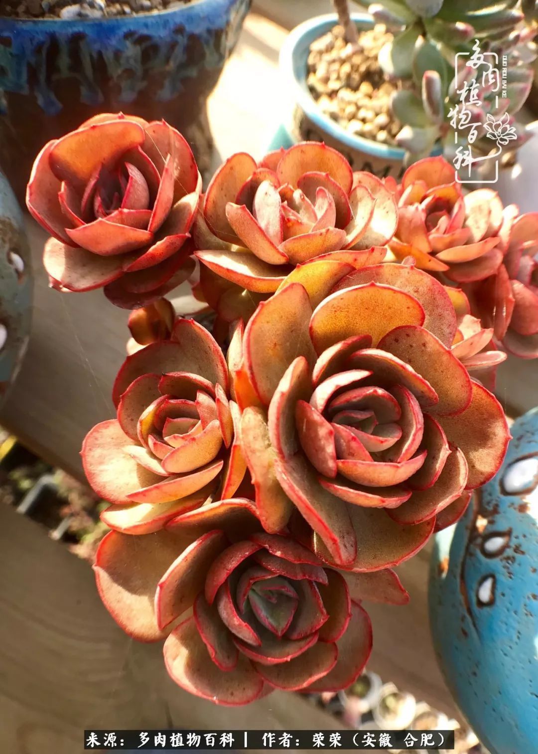 金秋时节,变化带来的惊喜不正是养肉的乐趣所在么!