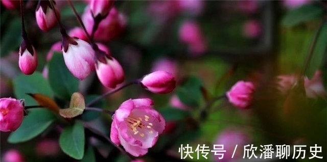 海棠$唐诗海棠6首:海棠花里鹧鸪啼,半开时节最妖娆