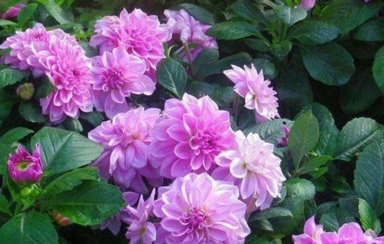 总爱给花浇水那就养这4种花,不怕浇,还越浇越旺