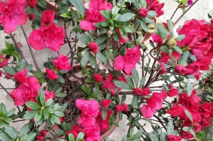 花养成光杆司令,别扔了、还有救,3天起死回生!