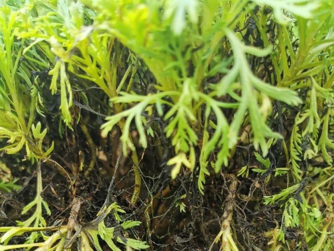 叶子|20种花,天凉了赶紧剪,来年开花有多又艳!