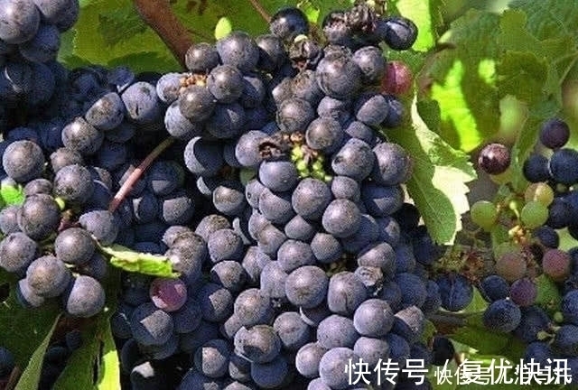 长期失眠|失眠的人有“救”了，这几样食物坚持吃，助你赶走失眠睡得香