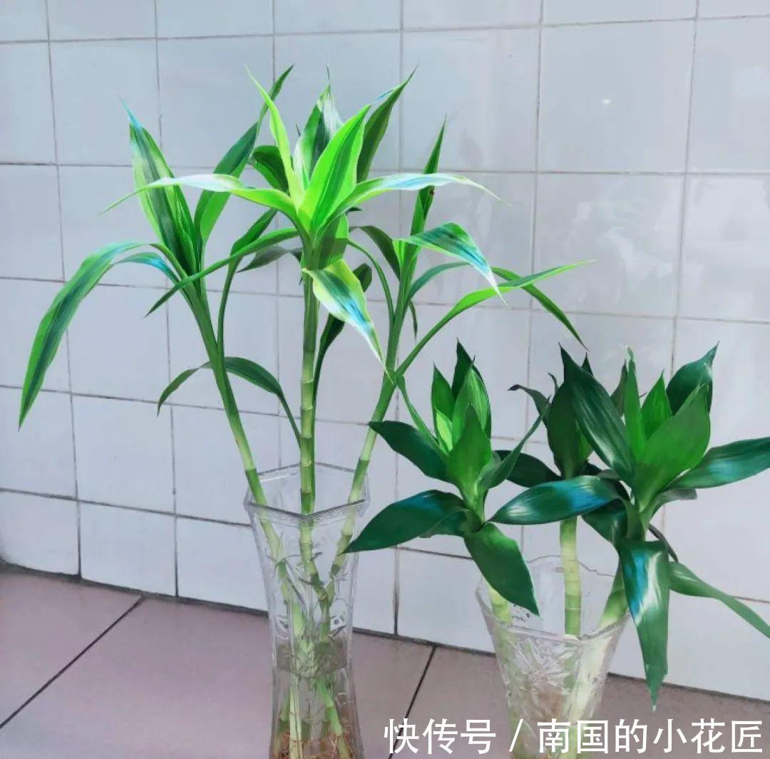 叶片|夏天怕晒的花,赶紧搬到阴凉地儿,再晒成枯杆了