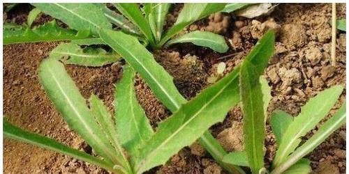 芥末|乡下一野菜，是吸烟者的福音，有很好的解毒效果，能卖50元一斤