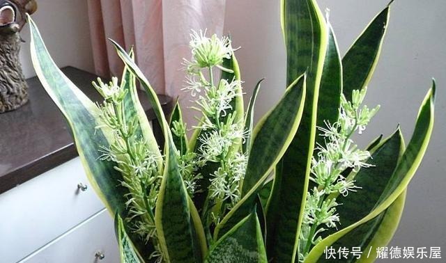 老花匠养的“虎皮兰”,侧芽长爆盆,原来是注意好了这4点