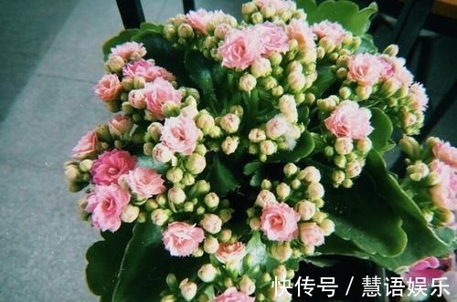 鱼腥水|长寿花无花苞，套个塑料袋，盆里浇点“特制水”，花苞长不停！