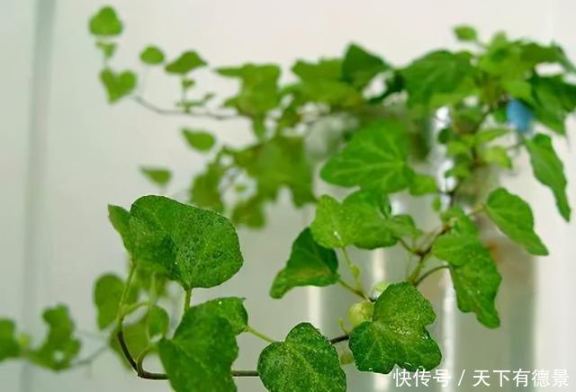 4种花可以养在卧室,好养容易打理,养人又“养气”