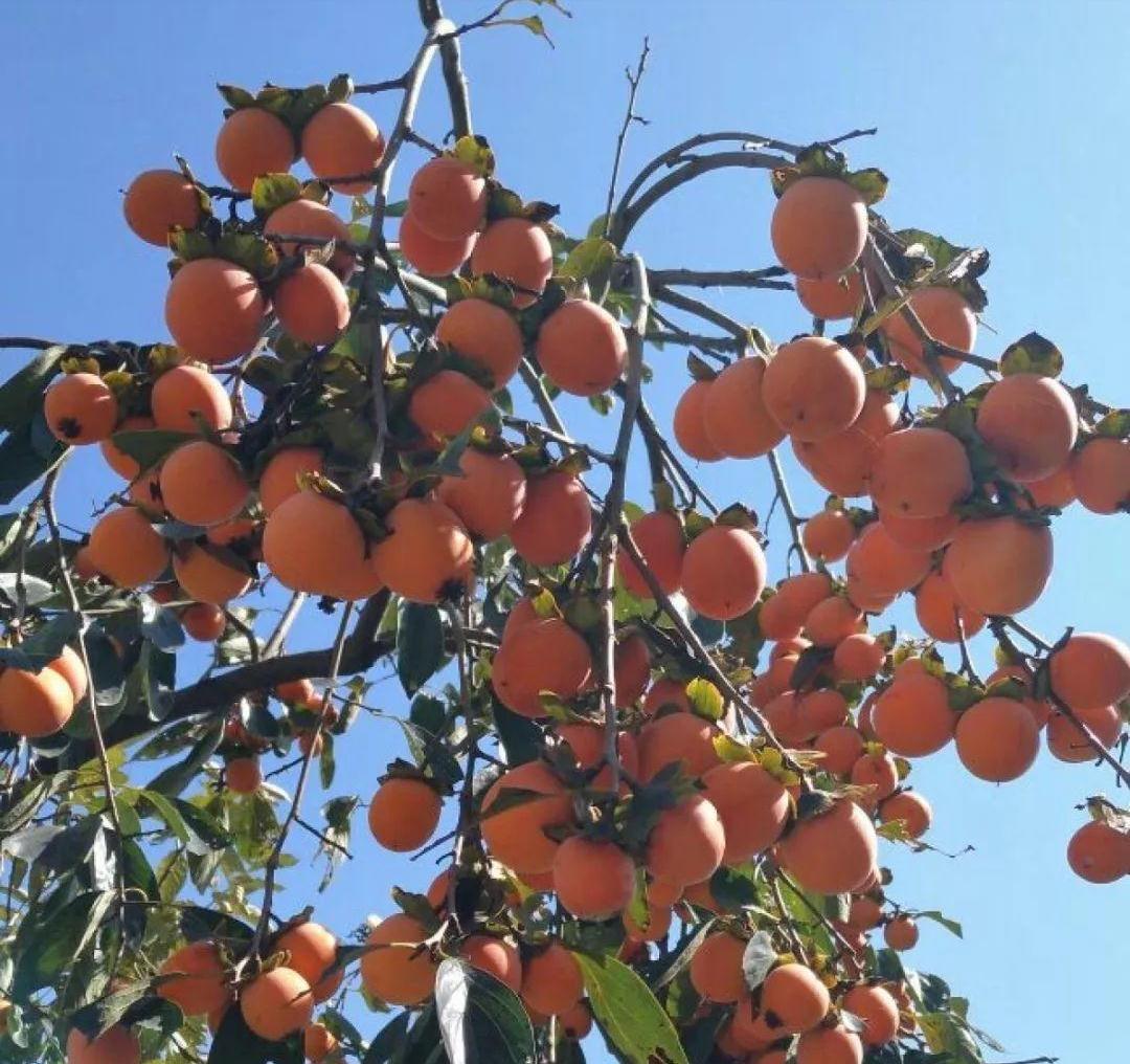 家里种“好树”,子孙一直富,6种“吉利树”,养得越久越吉利