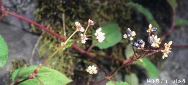 花朵洁白果实却很黑,看似无奇的杂草用处却多,遇见了别错过