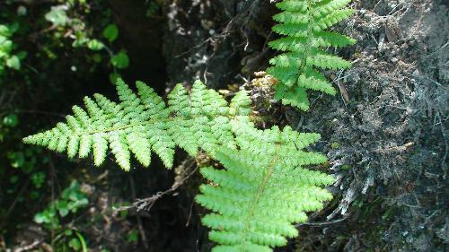 虎头兰|农民山上挖了一株野草,回家后,儿子赶紧带他到派出所自首