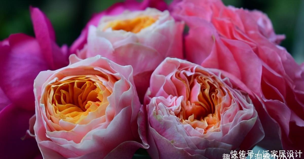 补水|六月养月季,做好防晒“三步骤”,枝叶不萎蔫,才能开出漂亮的花