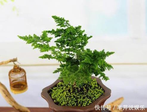 文竹的孪生兄弟“云竹”,这样区别养护,别受骗了