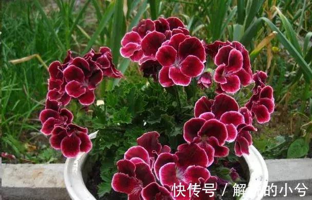 误区,这8种花冬季千万不要保暖,否则春天反而不开花