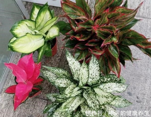 别养绿萝了,这20种耐阴植物,养在家里更合适!