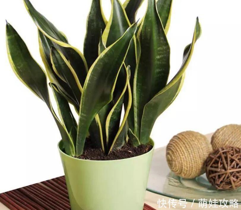 浇水|家养虎皮兰,要想长得好,学会几个浇水技巧