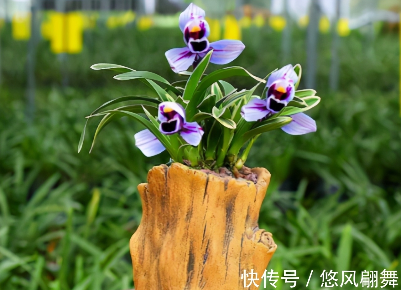 紫月荷|犹如“仙境之花”紫月荷,花开荷瓣,兰香芬芳,叶带金边,易养活