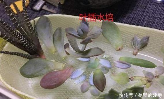 成活率|多肉叶插方式有几种?哪个成活率高?叶插时,需要注意什么?