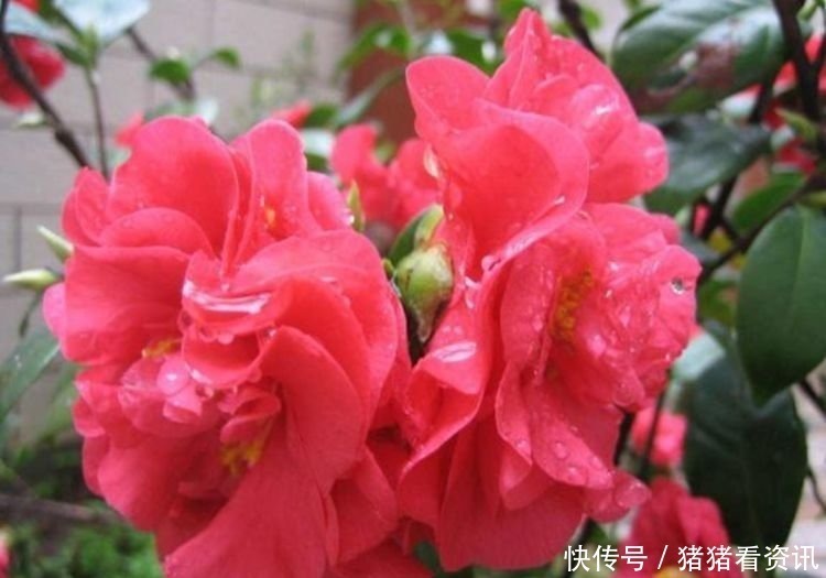 豪宅|4种漂亮花,好养易活能爆盆,养家里上档次,豪宅里面最适合!