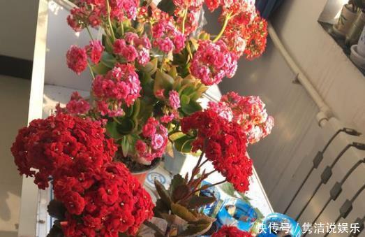 “1种液体”经常见,用来养花比啤酒水、黄豆水都好,养啥花都旺