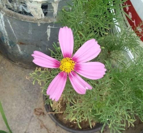 绿化带看见开败的花，随手捡了一整兜小种子，回家种出一片花海