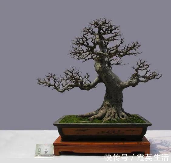 树木|盆景制作技法夏天来到，盆景脱衣换锦，有6种好处