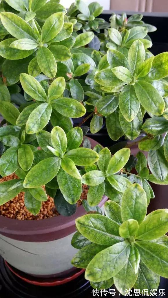 4种养花“神仙水”，夏天高温也能用，不烧苗，花儿长得旺！