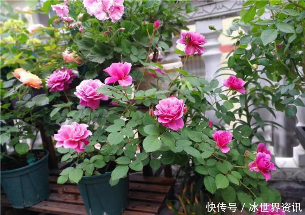 丰花月季|6种冷门月季,看一眼就中“毒”,没养的人都后悔了!