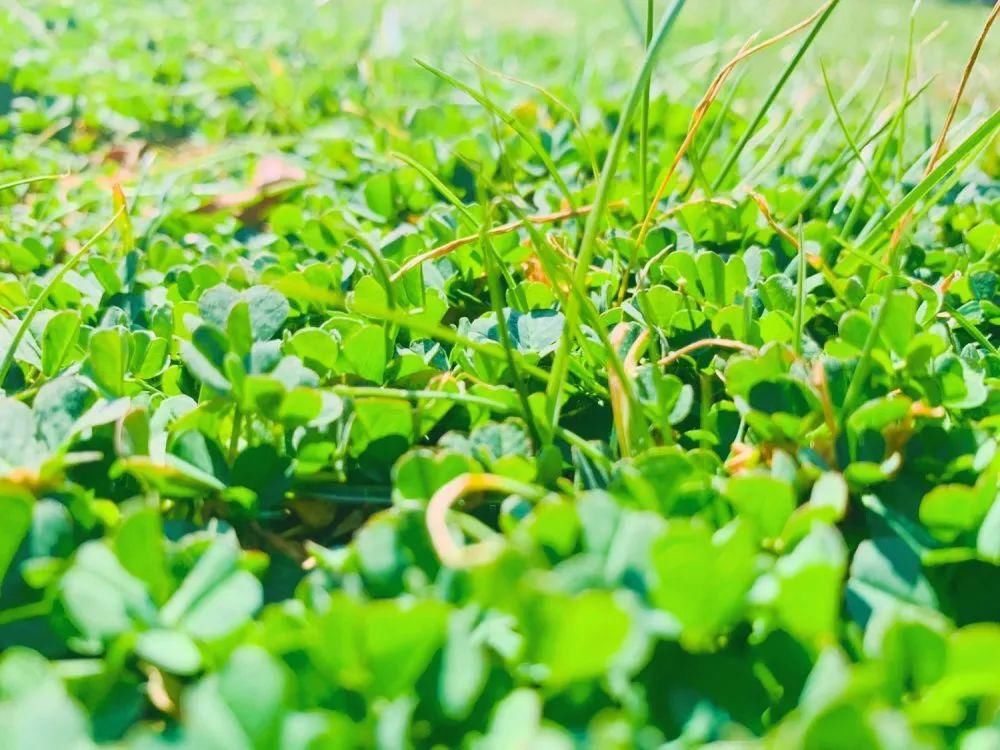 老年|春暖花开!阜城第一波春色来啦~