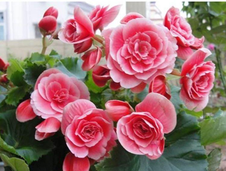 4种花是“开花机器”，全年开花不断，枝叶繁茂，开花艳丽多姿