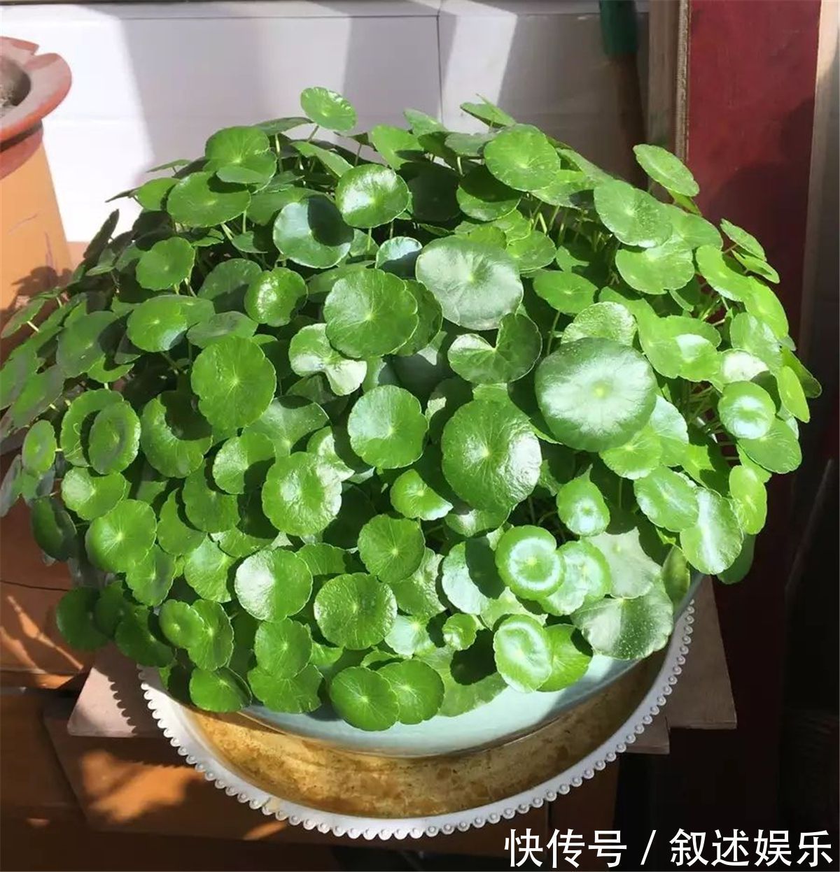4种名字带“财意”的植物，是吉祥的观赏花，家里有空建议养一盆