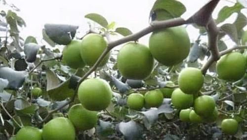 女性不想被人說(shuō)老，堅(jiān)持常吃3種食物，排毒養(yǎng)顏，不可錯(cuò)過(guò)