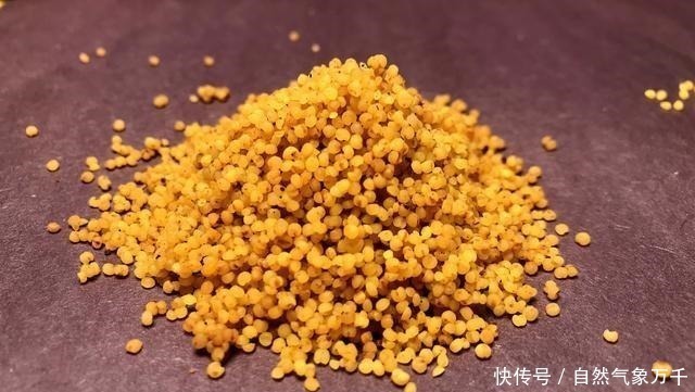 药酒|都说酒米钓鱼好用,但学会搭配以后,这3种选择会上鱼更多