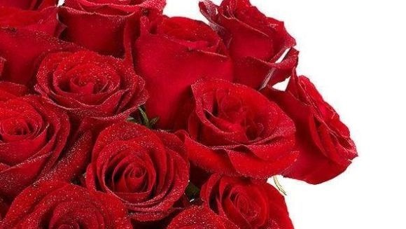 玫瑰|喜欢菊花,不如养盆“珍品玫瑰”卡罗拉,花色红艳似火,惹人喜爱