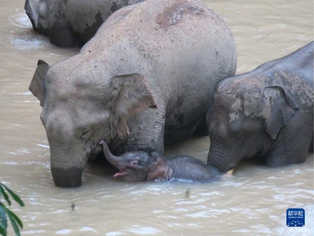 小象|云南野象宝宝“扎堆”出生