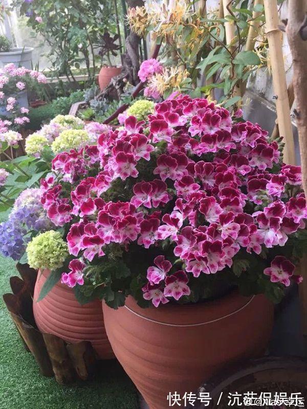 春天|9月给天竺葵剪个短发,过冬前就能窜叶子,明年春天开成大花球!