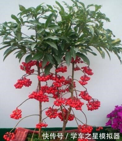 5种“植物”,寓意吉祥还“招财”,可以多养三四盆,比发财树强!