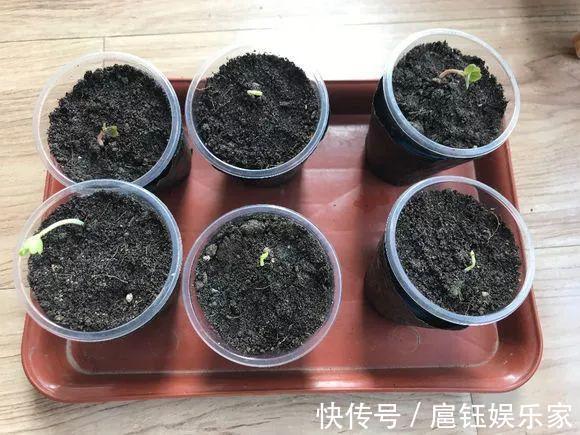 此花叶子像“小荷叶”,长起来比绿萝还快,一年开花6个月