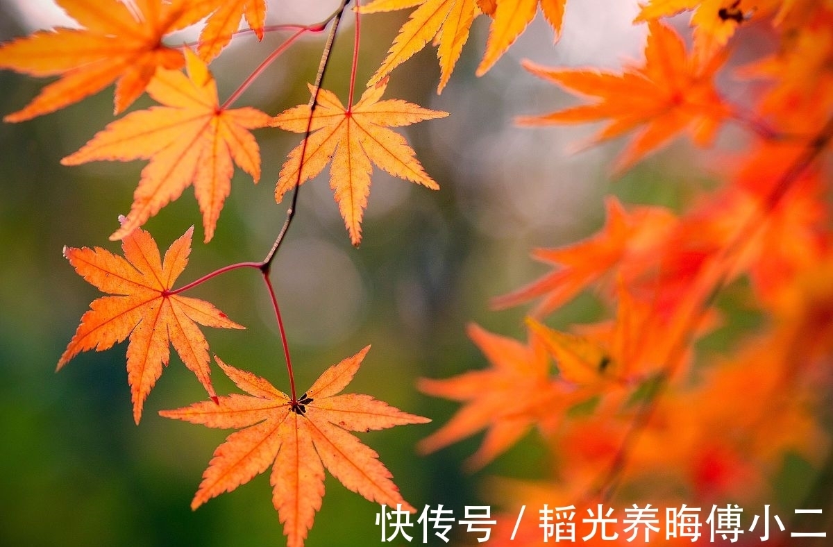 鲈鱼@七言绝句◆日暮独倚栏