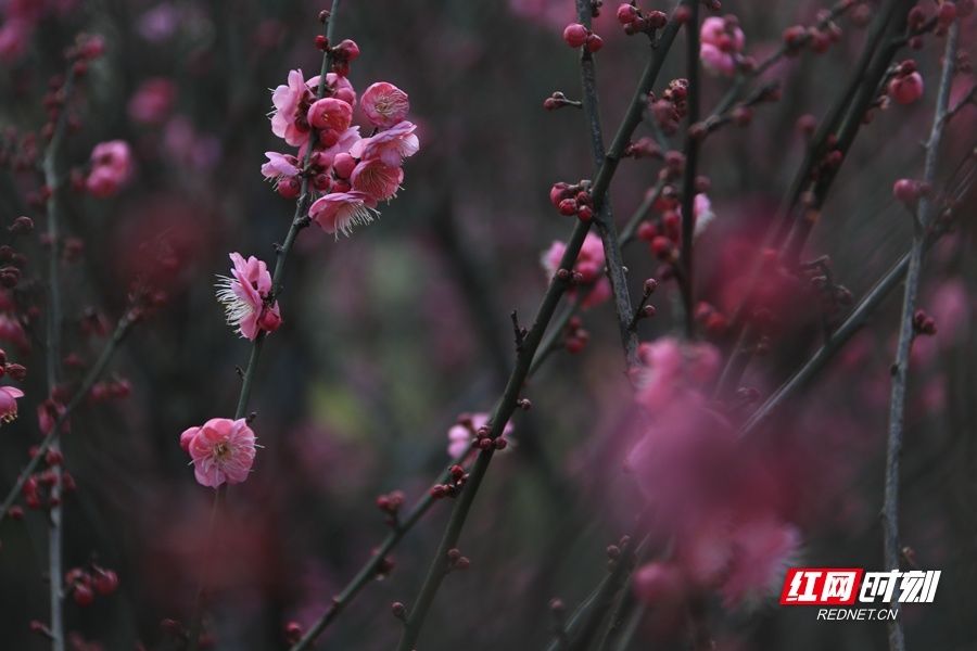 植物园|梅花盛放，湖南省植物园“冬之韵”赏花季来了