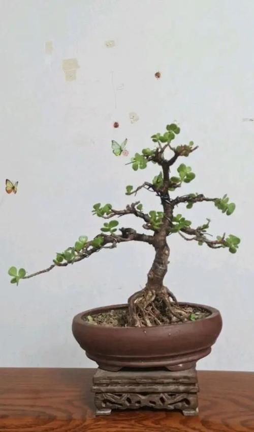 金枝玉叶的造型顺序,先养桩,后剪枝,多晒太阳,形状更美