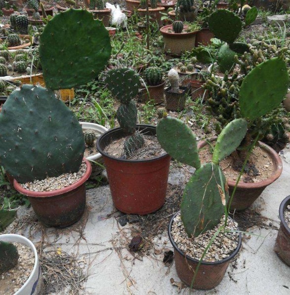 植株|养“仙人掌”时,花友们可要注意“几点”,不然反而会伤害它