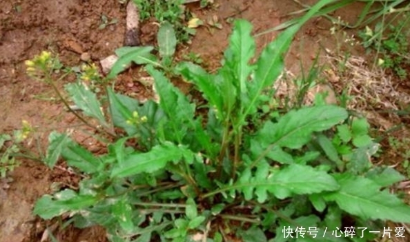 胡萝卜素|农村这曾被用来喂猪的野菜，如今可是城里人高价都要买来吃的佳肴