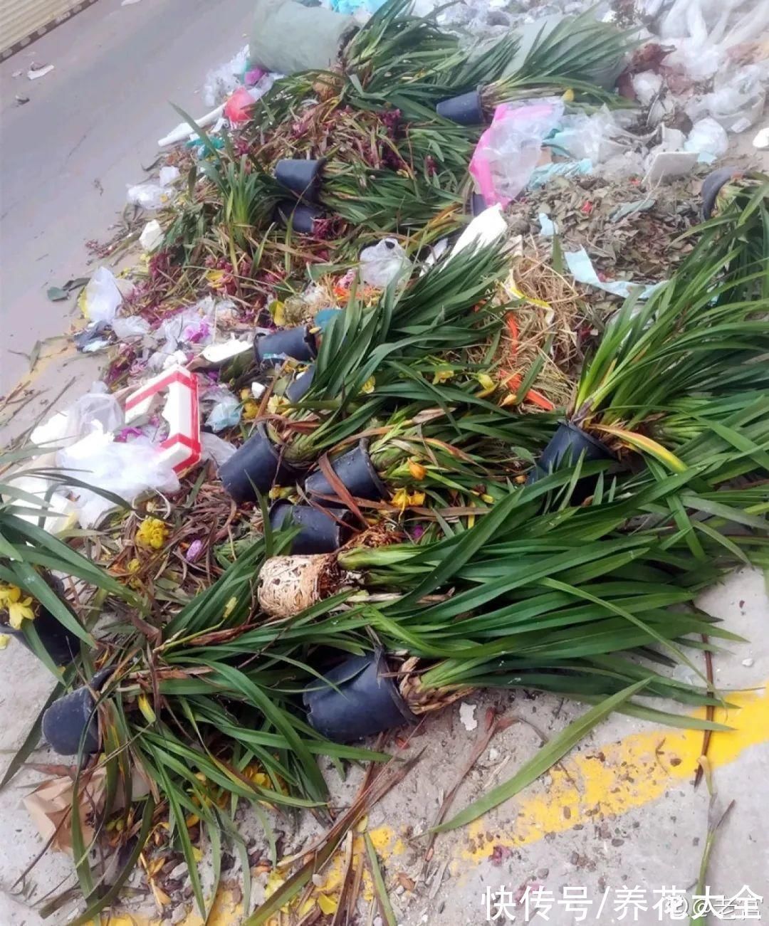 养花大棚倒闭,“贵货花”路边扔了一地,后悔没带个大麻袋