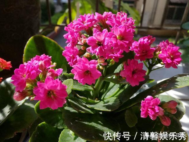 休眠|秋天,养护长寿花,做好这“4要点”,叶片肥厚,花苞蹭蹭冒不停