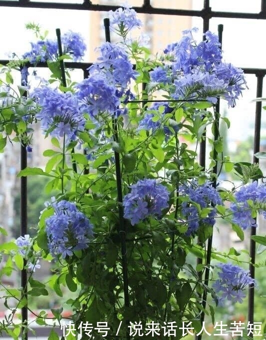 长春花|六月逛花市,看到几种便宜花,喜欢的可以入手,超级爱开花