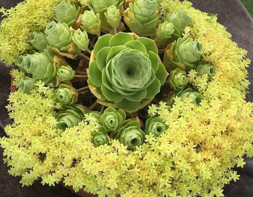 天热|此款多肉叶子像玫瑰花，高贵漂亮，满足5点养成老桩，格外讨喜